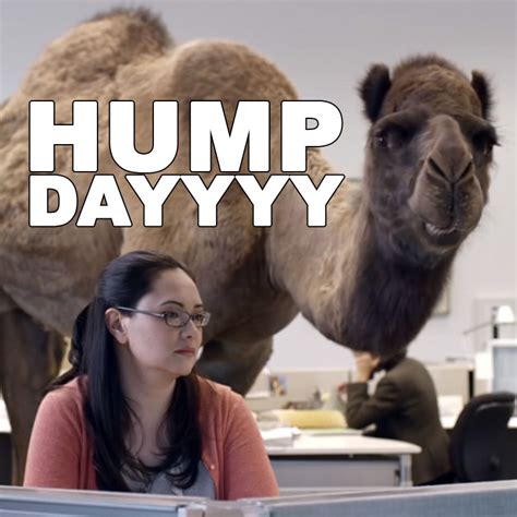 camel for hump day images